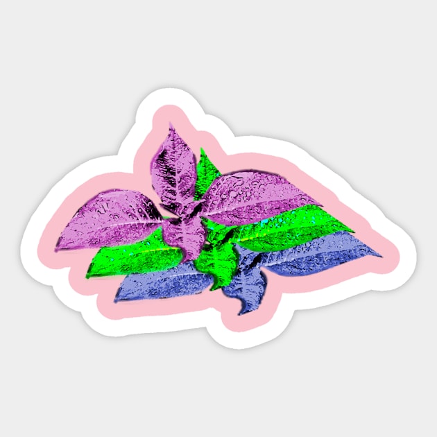 Salvia divinorum - Psychedelic tri-leaves shamanic plant Sticker by Lively Nature